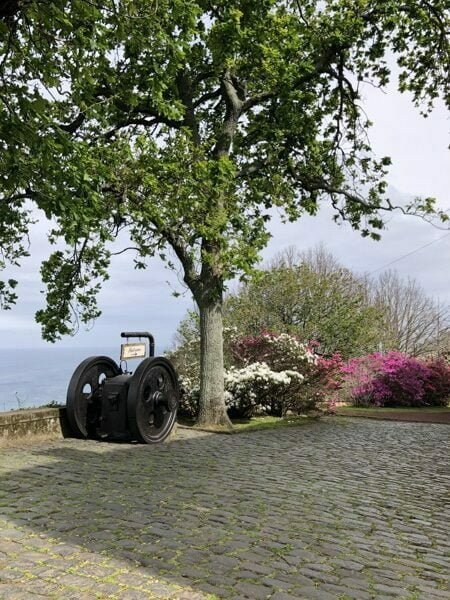 chá verde plantação dos açores porto formoso