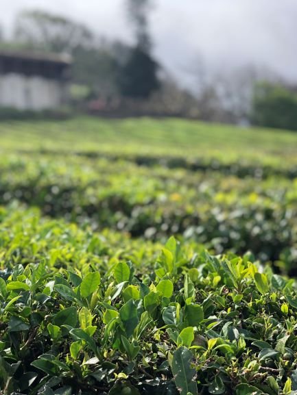 chá verde açores