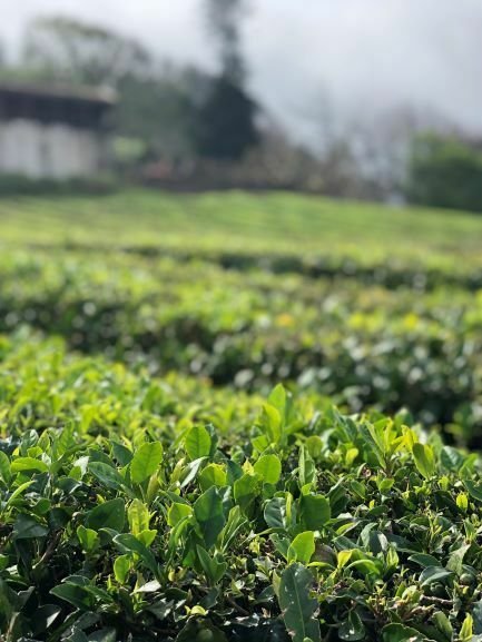 cha verde dos açores camellia sinensis