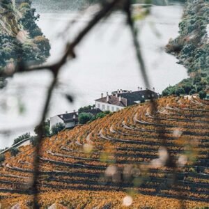 Prova de vinhos online